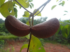 Aspidosperma