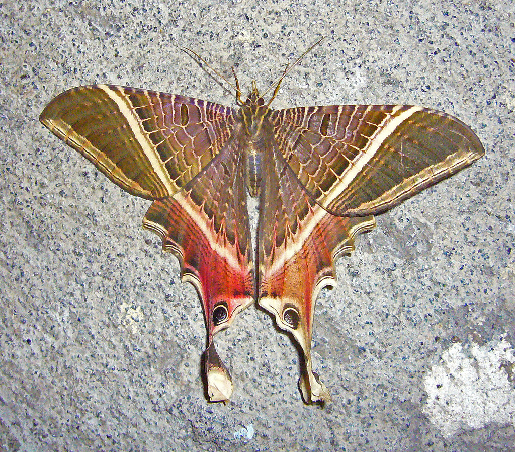 Sematuridae
