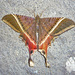 Sematuridae - Photo (c) Jerry Oldenettel, algunos derechos reservados (CC BY-NC-SA)