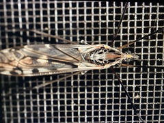 Tipula metacomet
