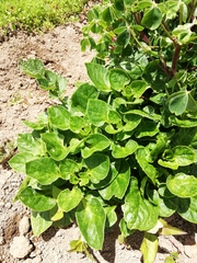 Ullucus tuberosus