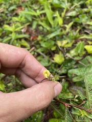 Aeschynomene sensitiva