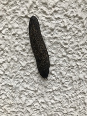 Sarasinula linguaeformis