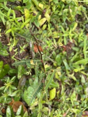 Aeschynomene sensitiva