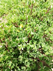 Oxalis tuberosa