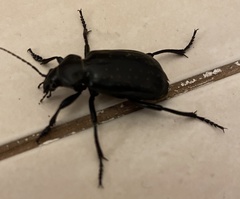 Calosoma maderae