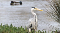 Ardea cinerea