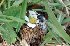 Andrena cineraria