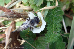 Andrena cineraria