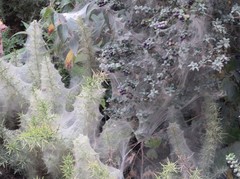 Tetranychus lintearius