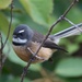 New Zealand Fantail - Photo (c) Jon Sullivan, some rights reserved (CC BY)