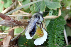 Andrena cineraria
