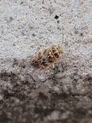 Tropidosteptes quercicola