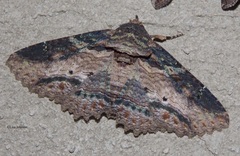 Zale fictilis