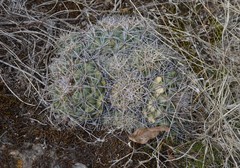 Coryphantha pycnacantha