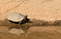 Graptemys ouachitensis