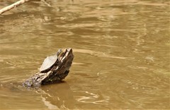 Graptemys ouachitensis