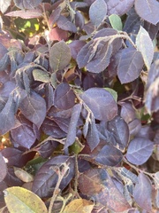 Magnoliopsida