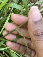 Melica mutica