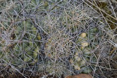 Coryphantha pycnacantha