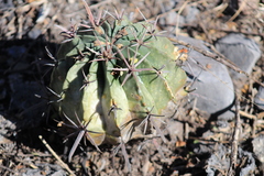 Ferocactus recurvus recurvus