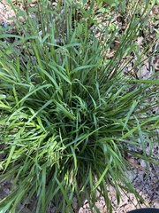 Melica mutica