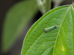 Versigonalia vermiculata