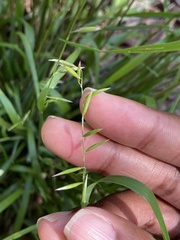 Melica mutica