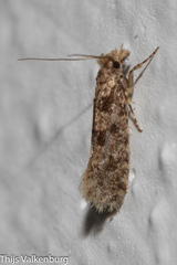 Morophaga morellus