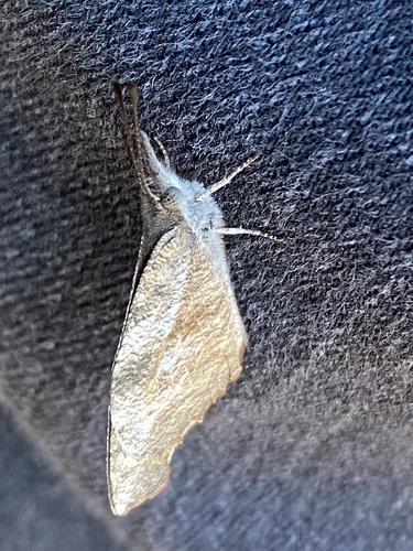 Libytheana carinenta image
