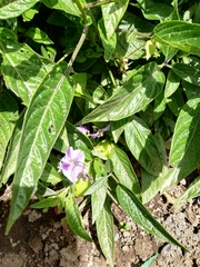Solanum muricatum