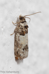 Epinotia thapsiana