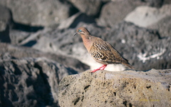 Zenaida galapagoensis