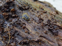 Holacanthella paucispinosa