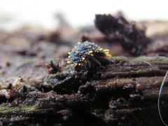 Holacanthella paucispinosa