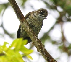 Picumnus squamulatus