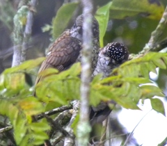 Picumnus squamulatus