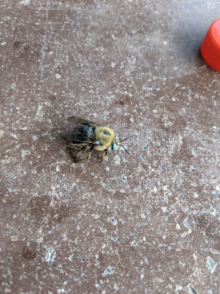 Pale-male Horse-fly Carpenter