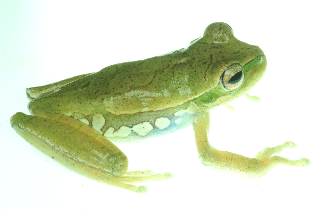 Cusco Gladiator Tree Frog