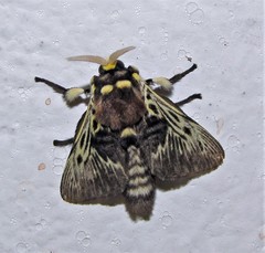 Megalopyge braulio