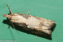 Acroclita subsequana