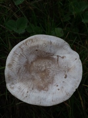 Clitocybe