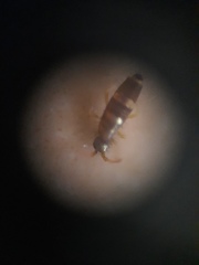 Entomobryidae