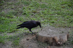 Corvus frugilegus