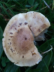 Clitocybe