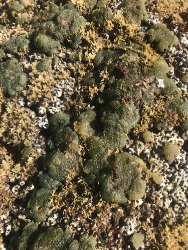 Dictyosphaeria observed 2021-04-02