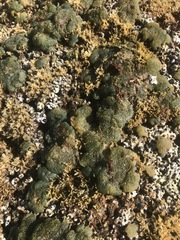 Dictyosphaeria versluysii
