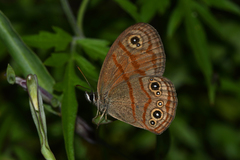 Euptychia rubrofasciata