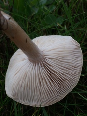 Clitocybe