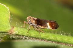 Melanoliarus dimidiatus